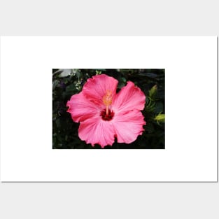 Five Pink Petals Posters and Art